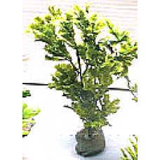 Пластиковое растение для аквариума, 20 см. (арт. TYZB28) Пластиковое растение для аквариума, 20 см. (арт. TYZB28)