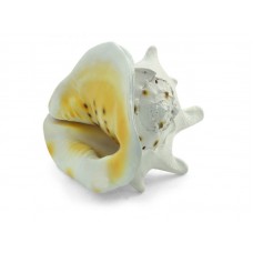 Triol Раковина искусственная Кассис Корнута, 250*250*200 мм (арт. ТР 74004086) Triol Раковина искусственная Кассис Корнута, 250*250*200 мм (арт. ТР 74004086)