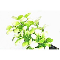 Пластиковое растение для аквариума (арт. TYZA11) Пластиковое растение для аквариума (арт. TYZA11)