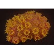 Happy Animals Коралл оранжевый 10.5x7.5x3 см (арт. ХЭП MSH-002-Y) Happy Animals Коралл оранжевый 10.5x7.5x3 см (арт. ХЭП MSH-002-Y)